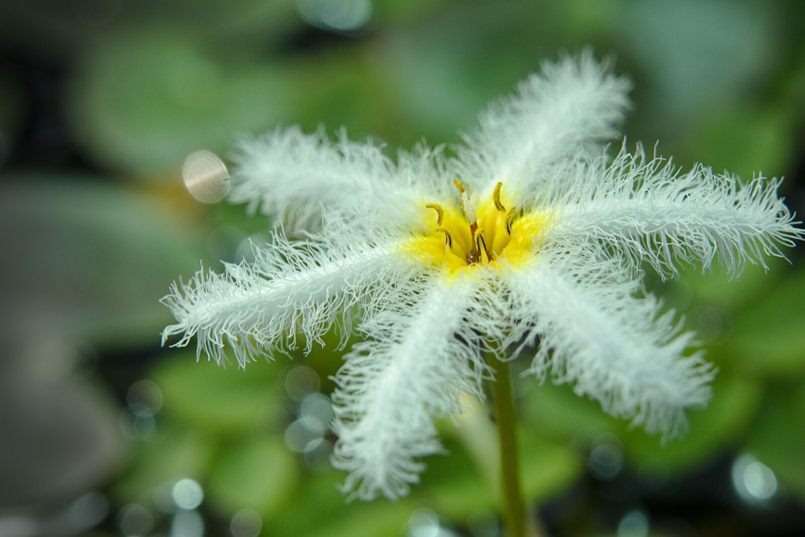 Canon EOS M5 sample photo. Blossom, bloom, filigree photography