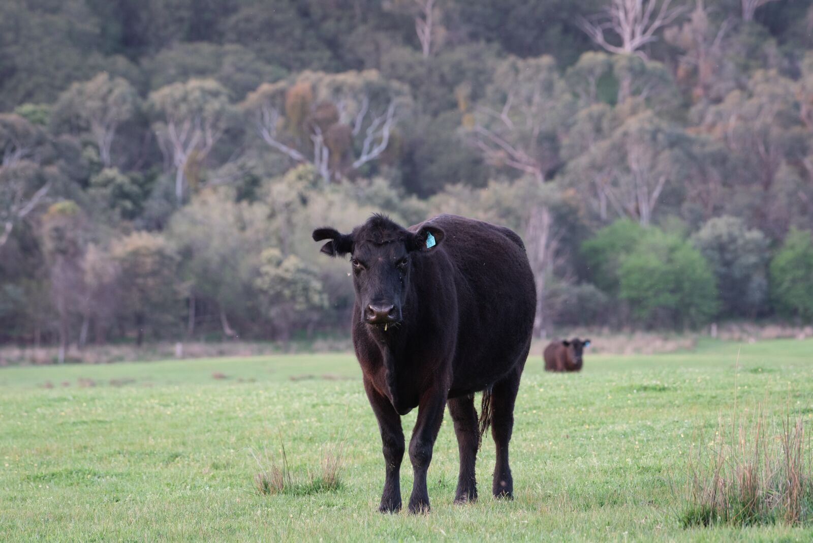 Nikon D750 sample photo. Cow, black angus, cattle photography