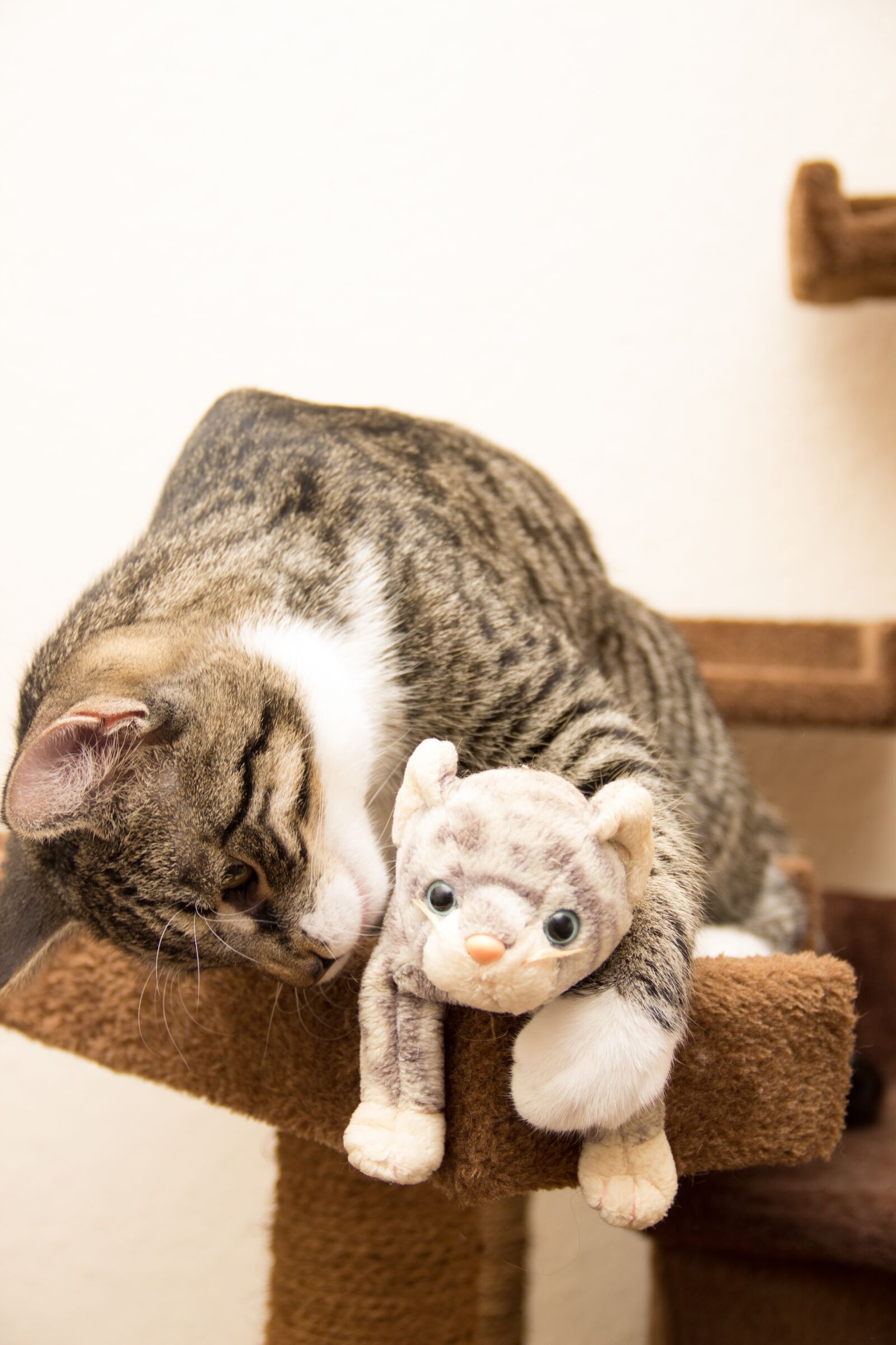 Canon EOS 600D (Rebel EOS T3i / EOS Kiss X5) sample photo. Cat, european shorthair, race photography
