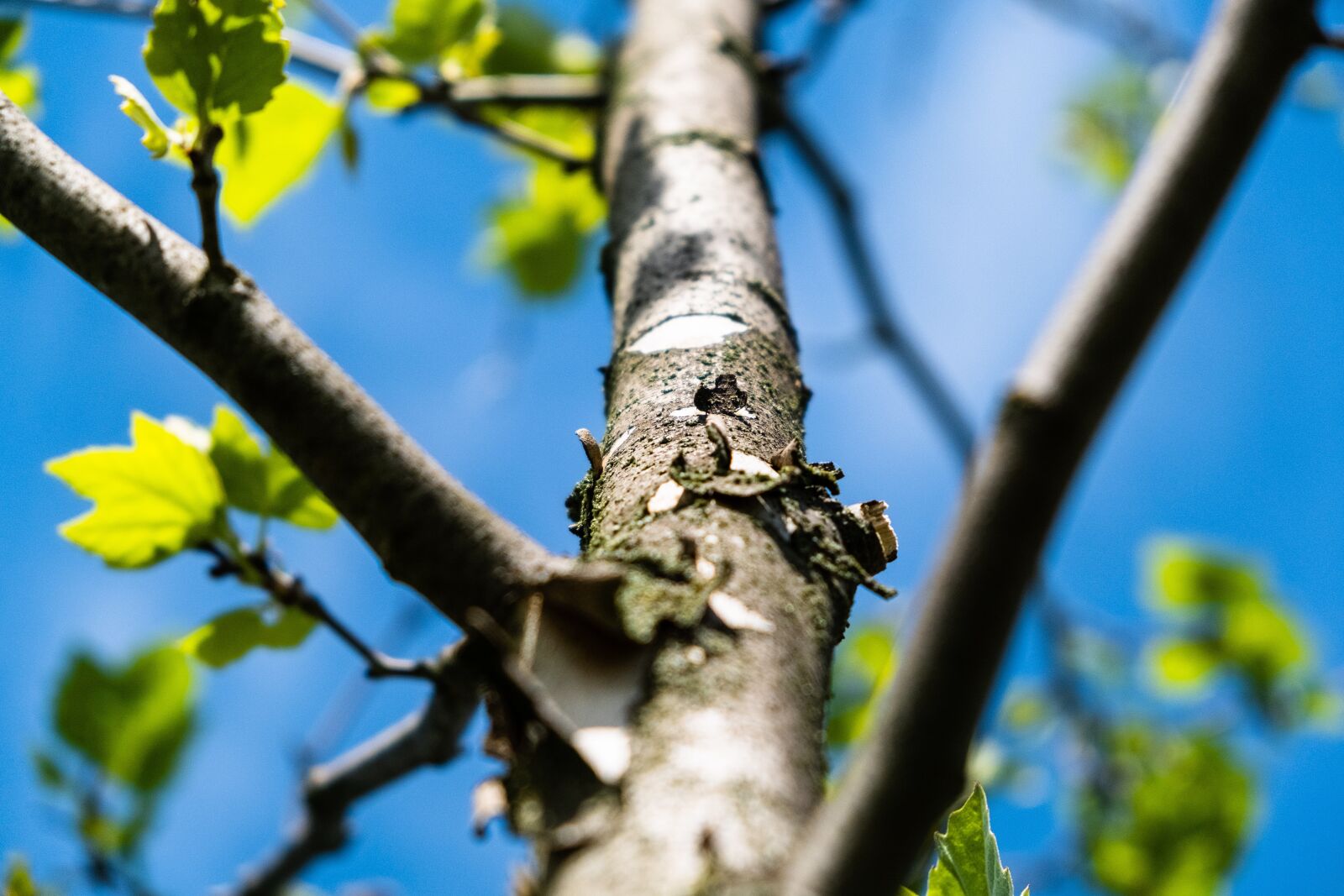 Fujifilm X-T3 + Fujifilm XF 18-55mm F2.8-4 R LM OIS sample photo. Tree, nature, green photography