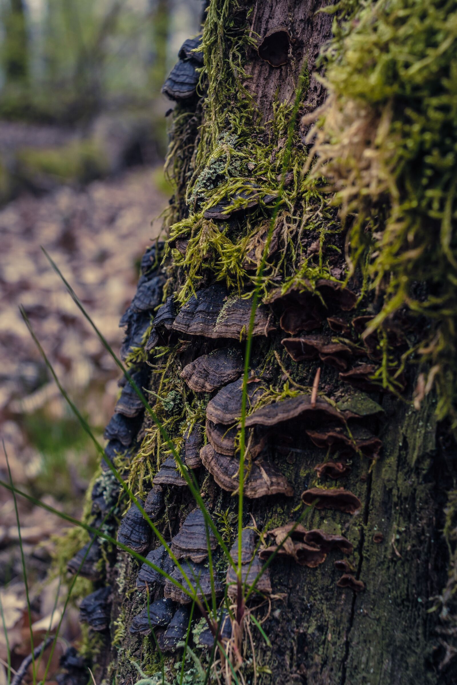 Canon EOS 7D sample photo. Tree fungus, moss, nature photography