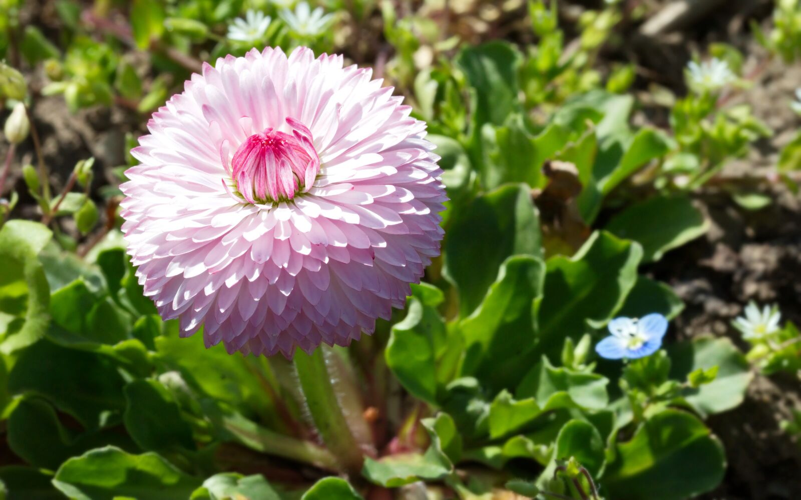 Nikon D5300 sample photo. Flower, petals, pink photography