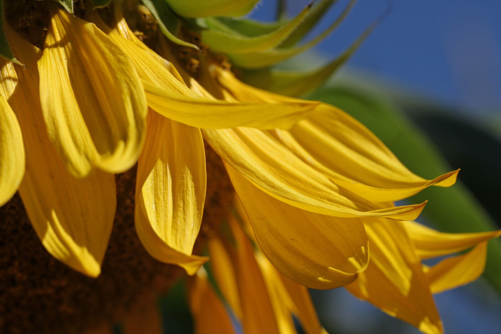Canon EOS 500D (EOS Rebel T1i / EOS Kiss X3) sample photo. Sunflower, summer, yellow photography