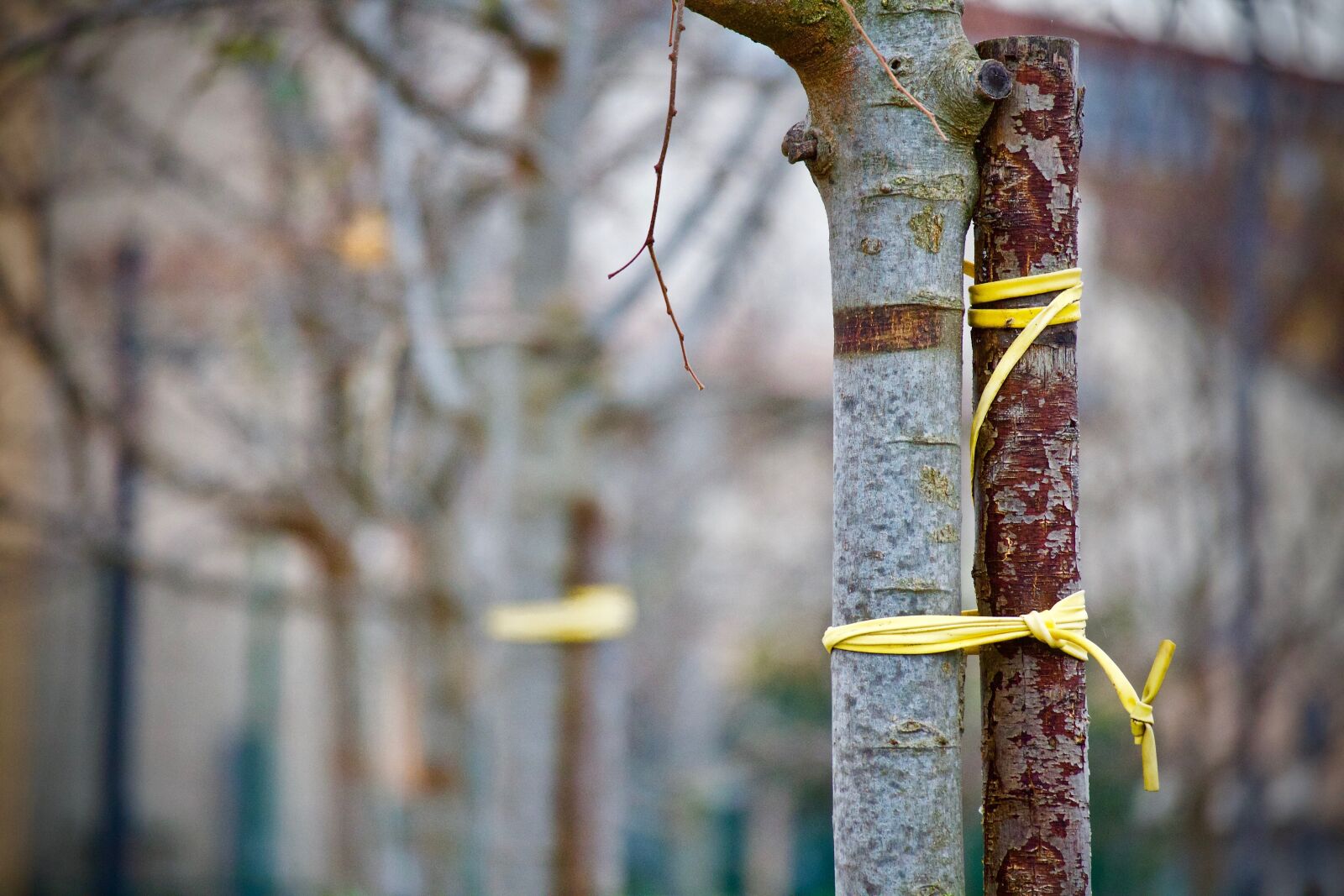 Canon EOS M sample photo. Bond, trees, winter photography