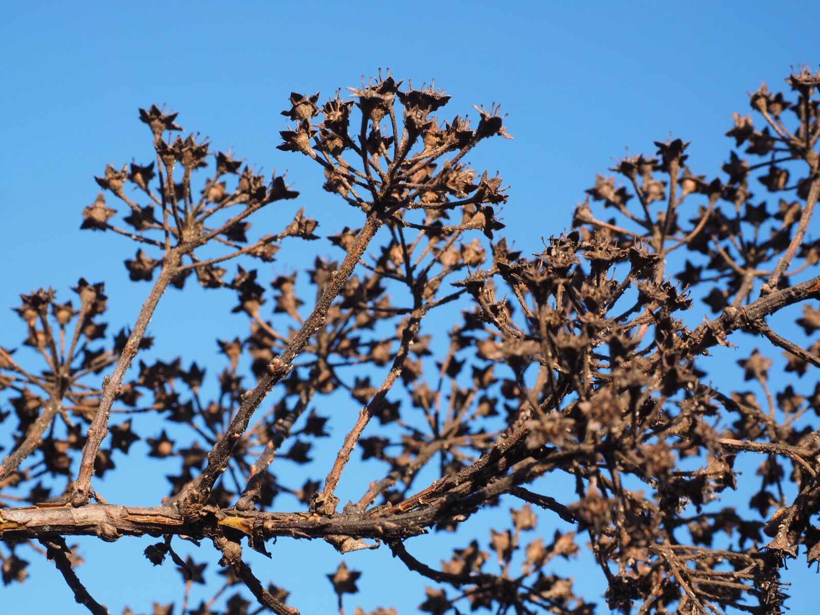 Olympus OM-D E-M1 + Olympus M.Zuiko Digital ED 12-40mm F2.8 Pro sample photo. Ornamental shrub, withered, dry photography