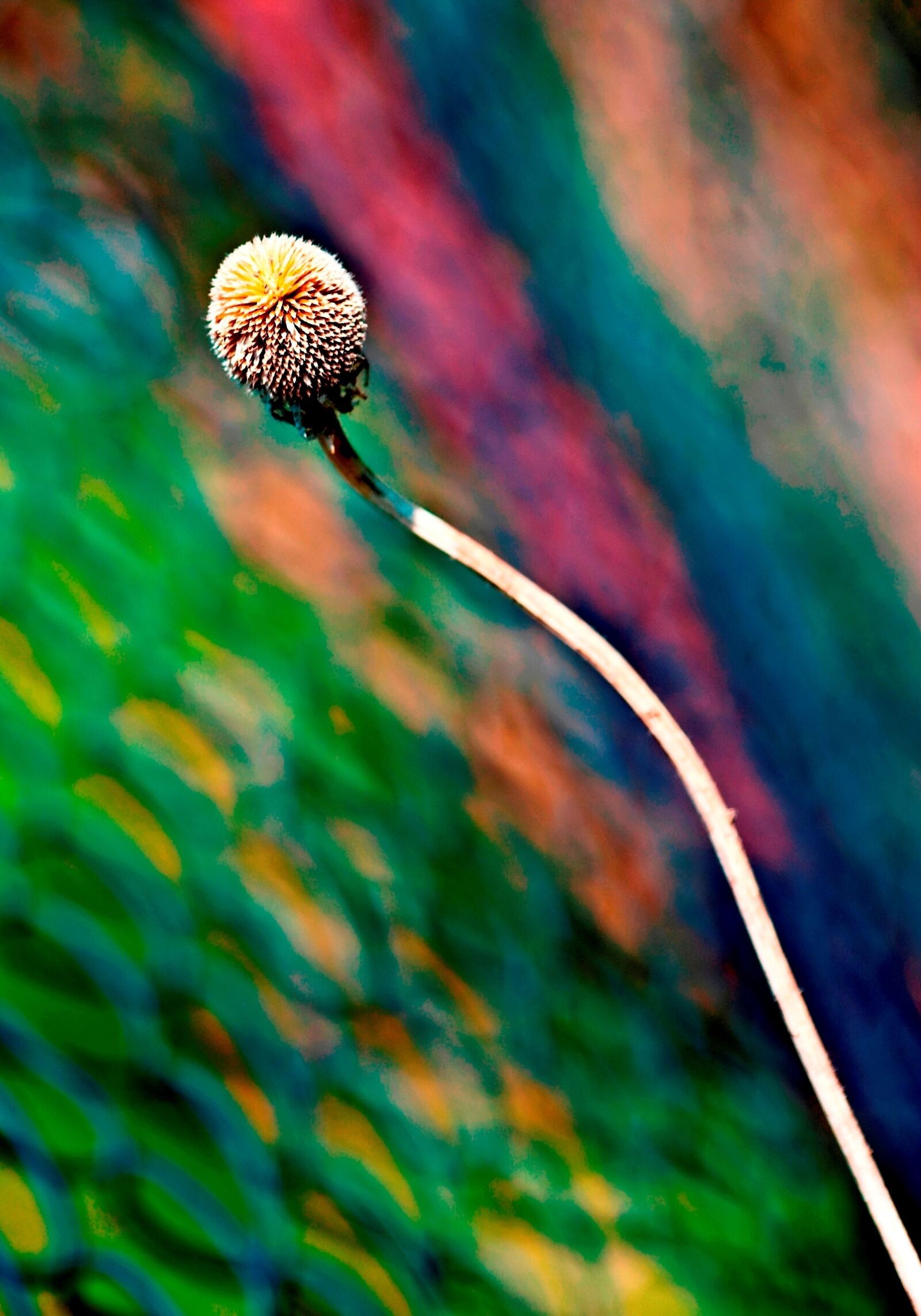 Nikon D80 sample photo. Color, abstract, plant photography