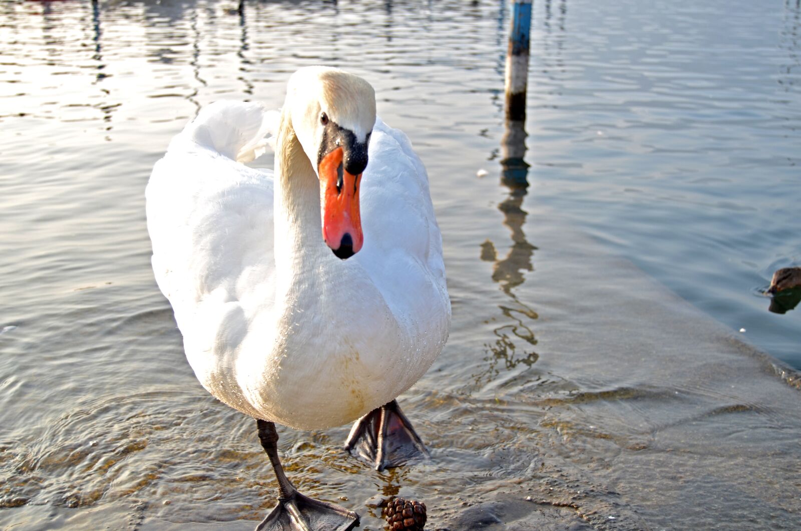 Nikon D5100 sample photo. Birds, water, animals photography
