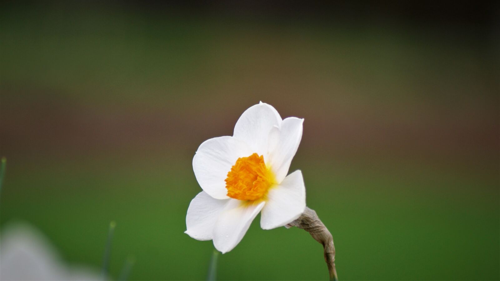 Sony Alpha DSLR-A330 sample photo. Flower, garden, plant photography