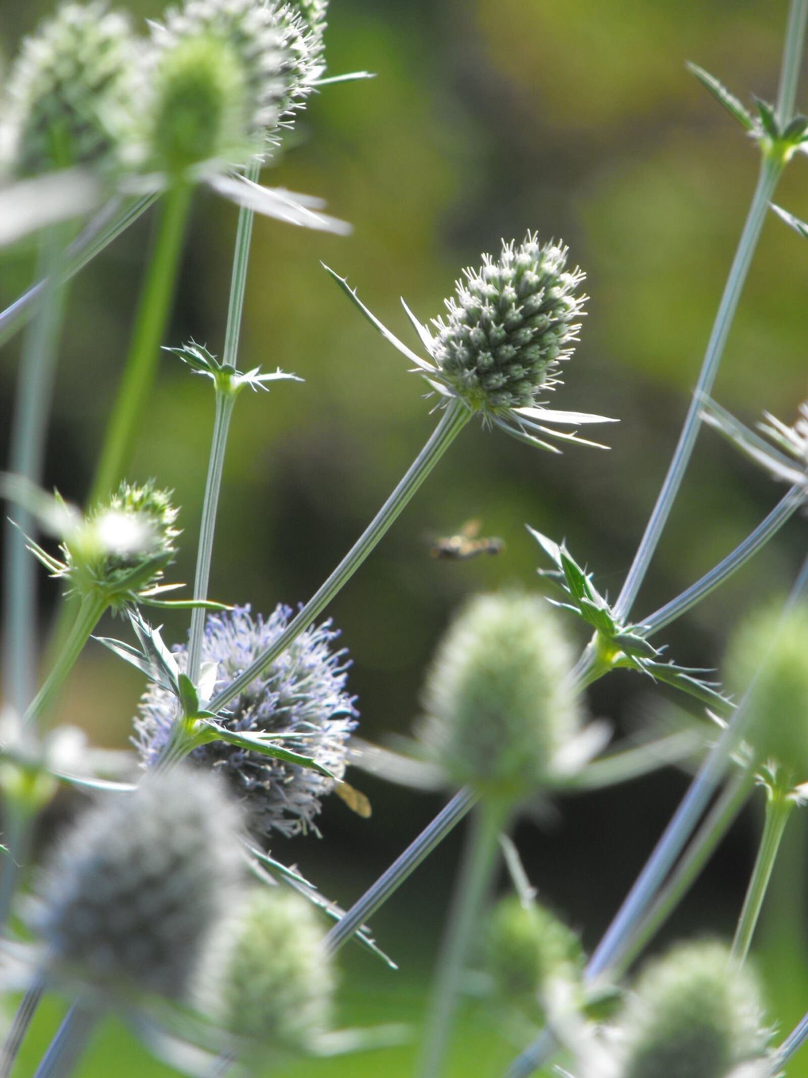 Fujifilm FinePix S1000fd sample photo. Thistle, flower, plant photography