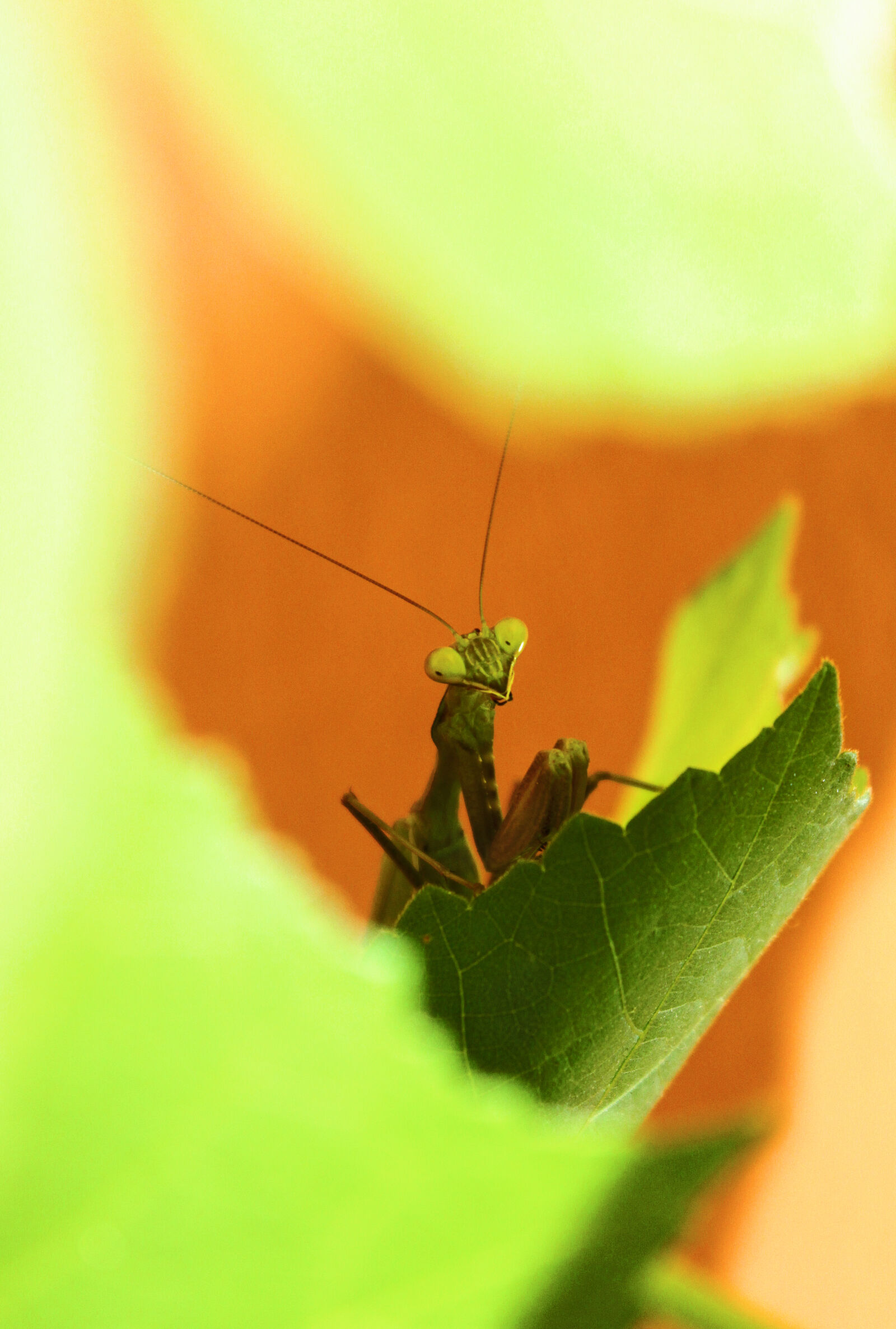 Canon EOS 600D (Rebel EOS T3i / EOS Kiss X5) sample photo. Green, insect, leaves, mantis photography