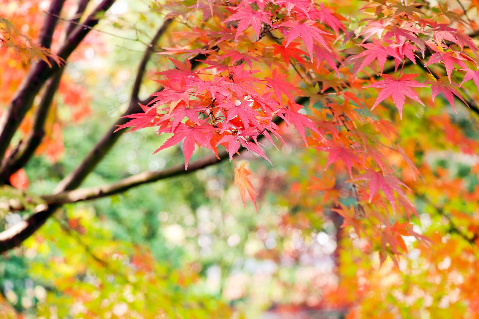 Canon EF-S 18-135mm F3.5-5.6 IS USM sample photo. Autumn, natural, plant photography