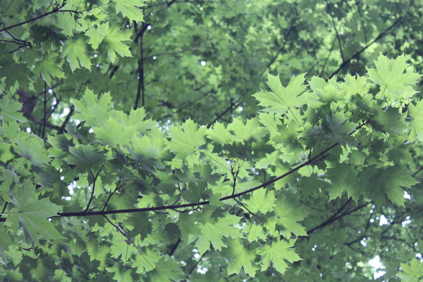 Canon EOS 600D (Rebel EOS T3i / EOS Kiss X5) sample photo. Forest, green, nature photography