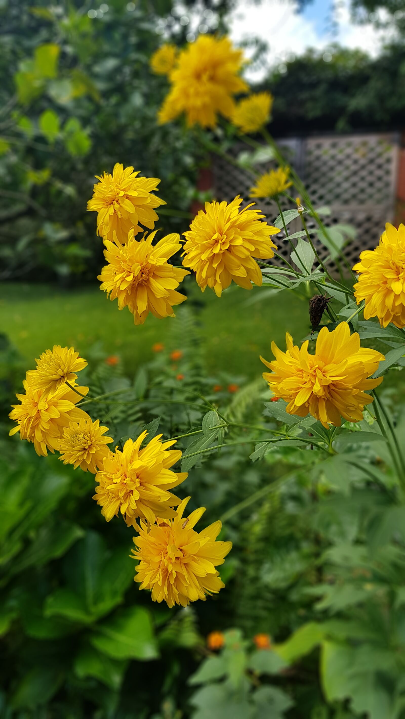 Samsung Galaxy S8+ sample photo. Nature, plants, flowers photography