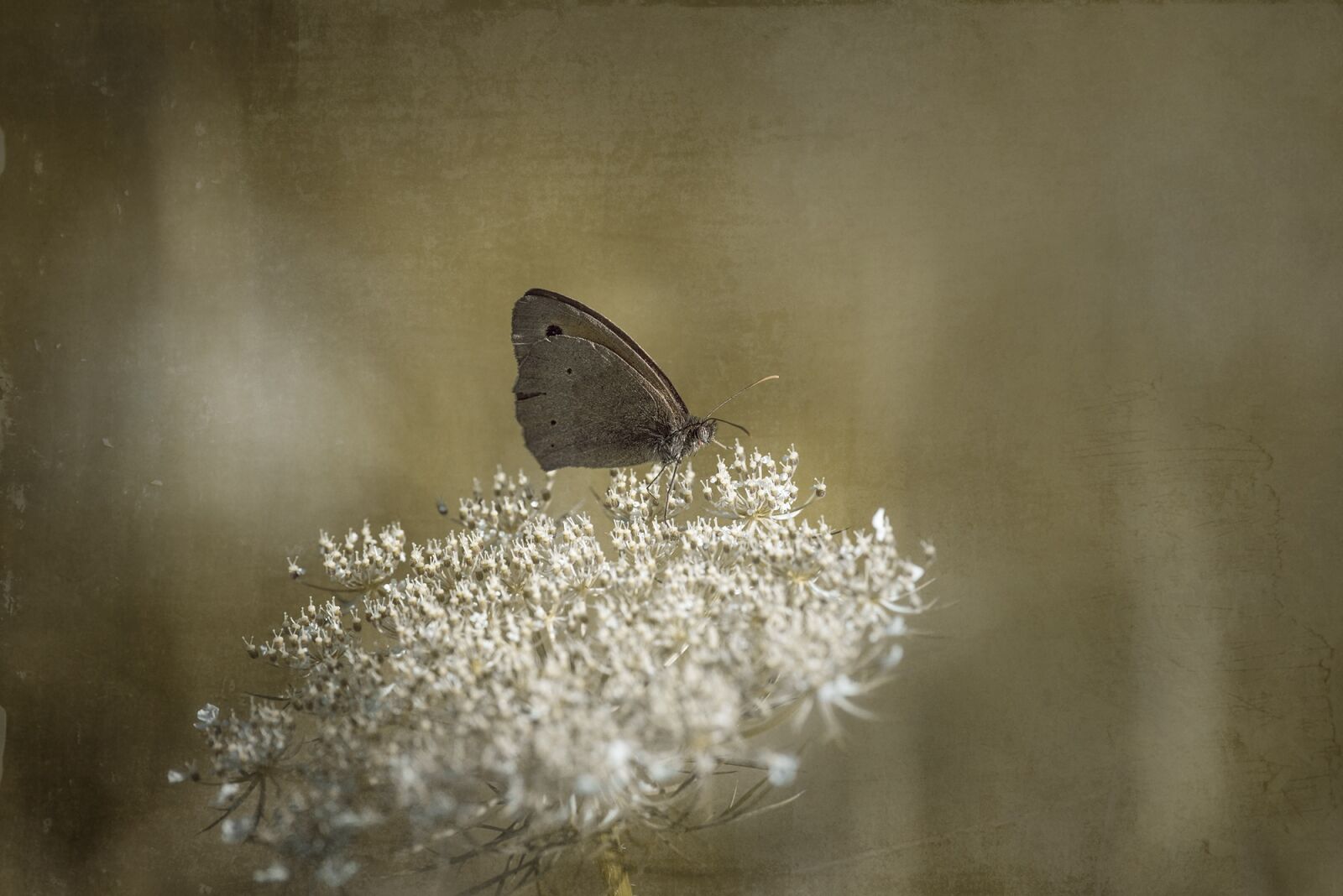 Nikon D750 sample photo. Butterfly, meadow brown, blossom photography