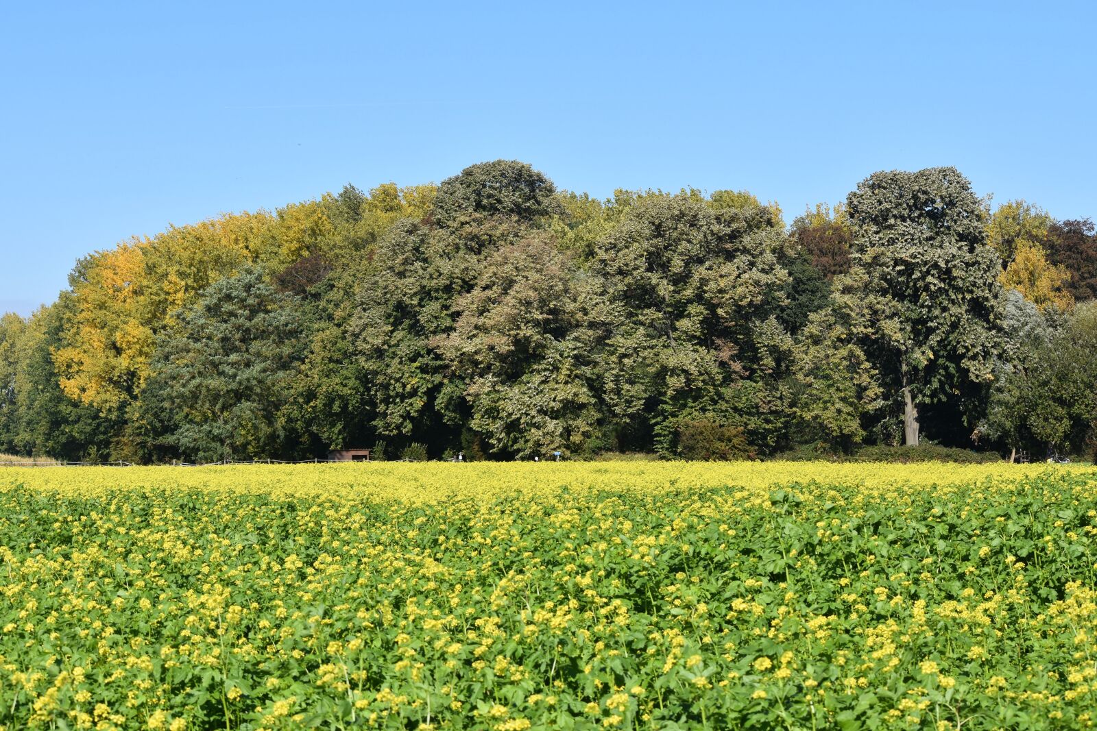 Nikon D7200 sample photo. Autumn, nature, landscape photography