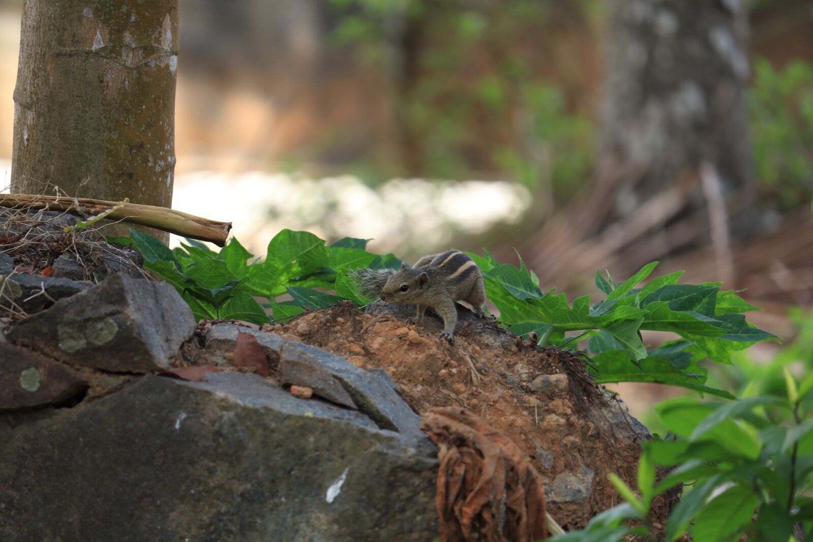 Canon EOS 250D (EOS Rebel SL3 / EOS Kiss X10 / EOS 200D II) sample photo. Squirrel, kerala, nature photography