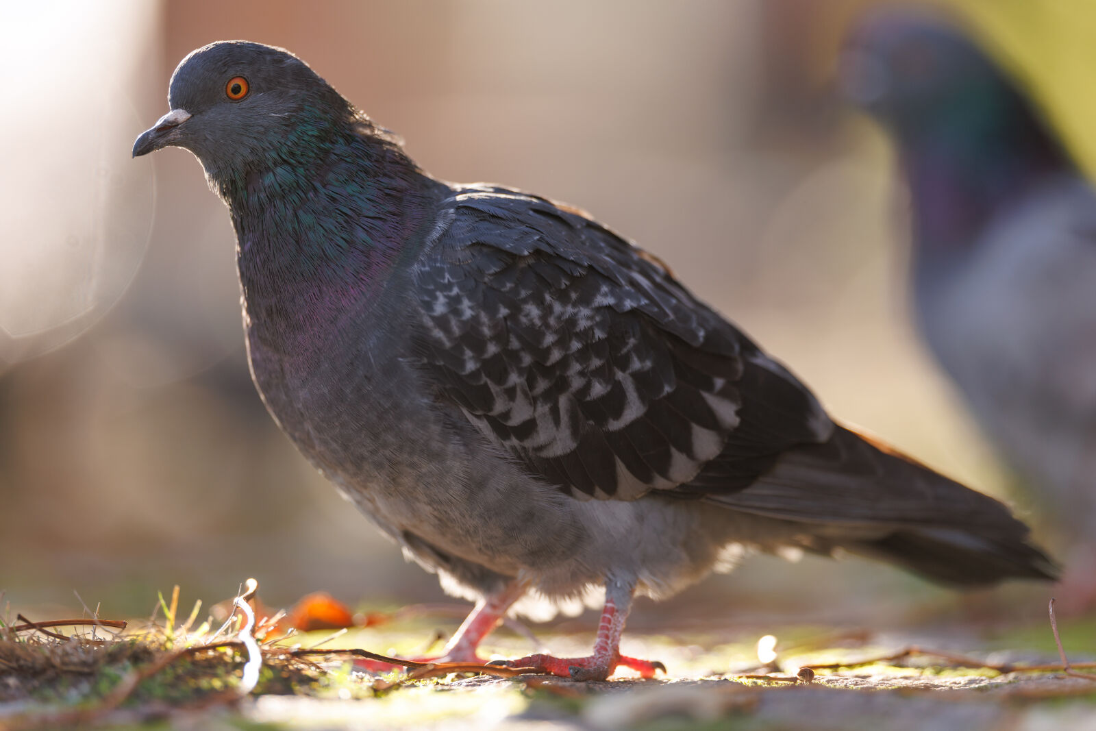 Canon EOS R1 sample photo. Pigeon street photography