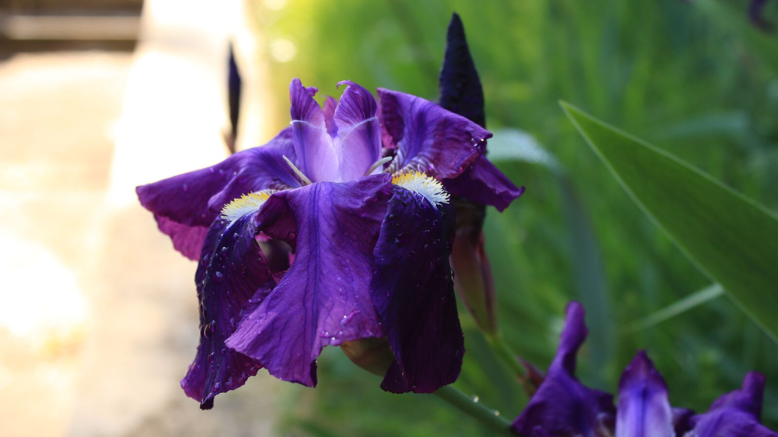 Canon EOS 70D + Canon EF-S 18-55mm F3.5-5.6 IS II sample photo. Iris, purple iris, flower photography