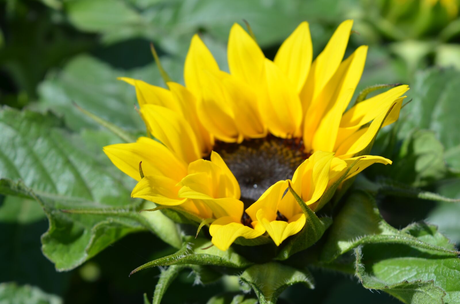 Nikon D7000 sample photo. Plant, flower, floral photography