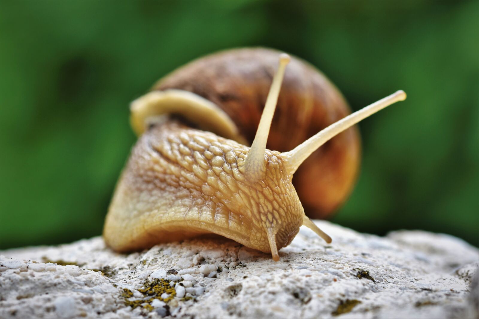 Nikon D7200 sample photo. Snail, shell, mollusk photography