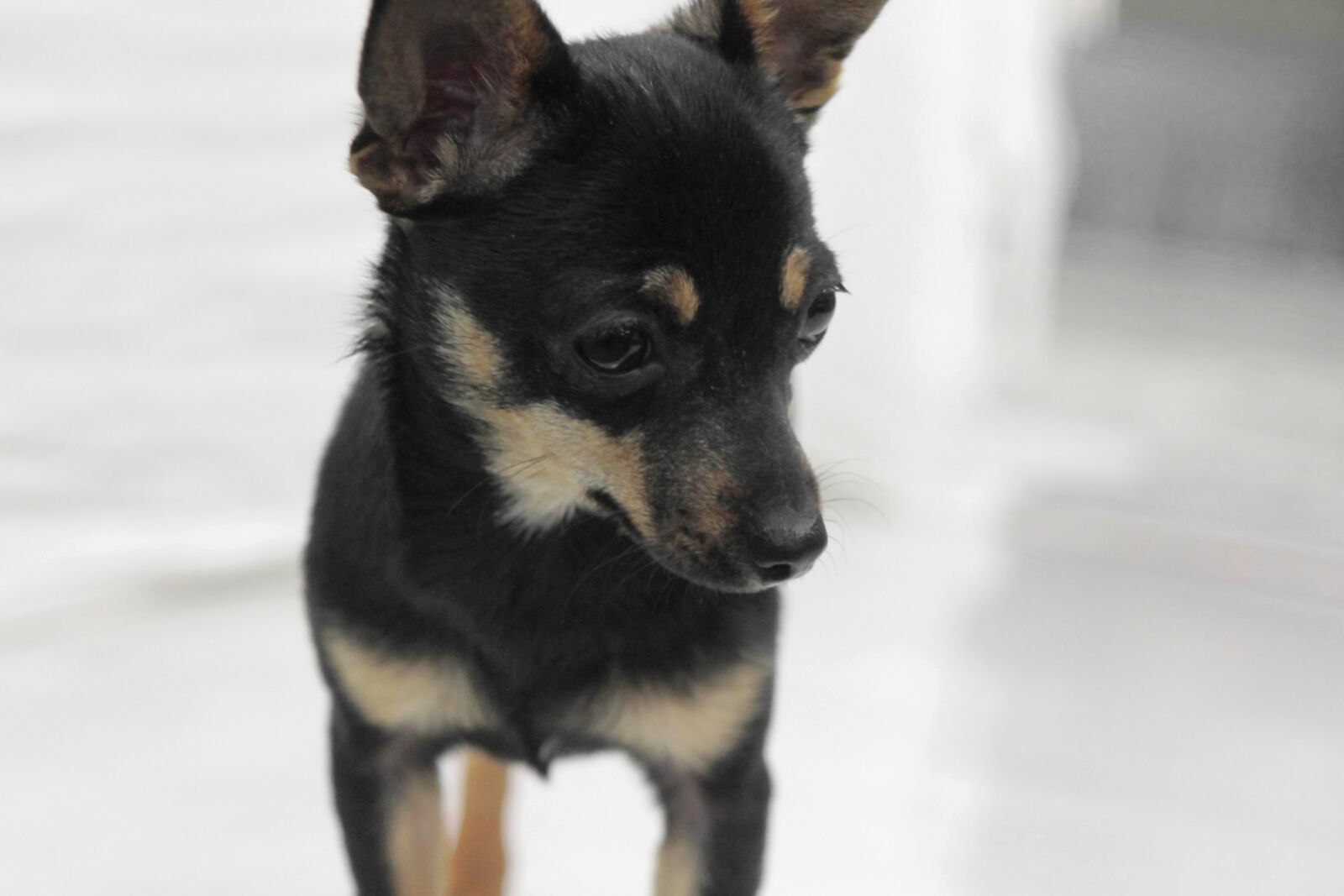 Canon EF 28-105mm f/3.5-4.5 USM sample photo. Chihuahua, cute, dog, pet photography