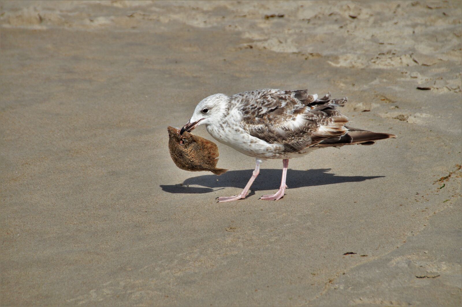 Sony SLT-A58 sample photo. The seagull, booty, catch photography