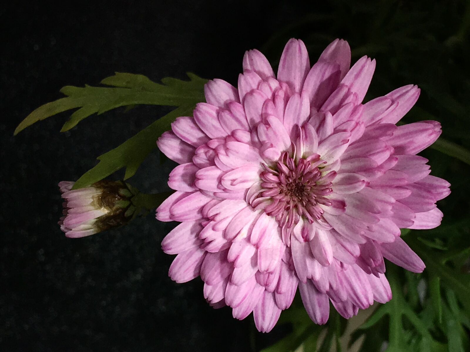 iPhone 6s Plus back camera 4.15mm f/2.2 sample photo. Pink flower, pink petals photography