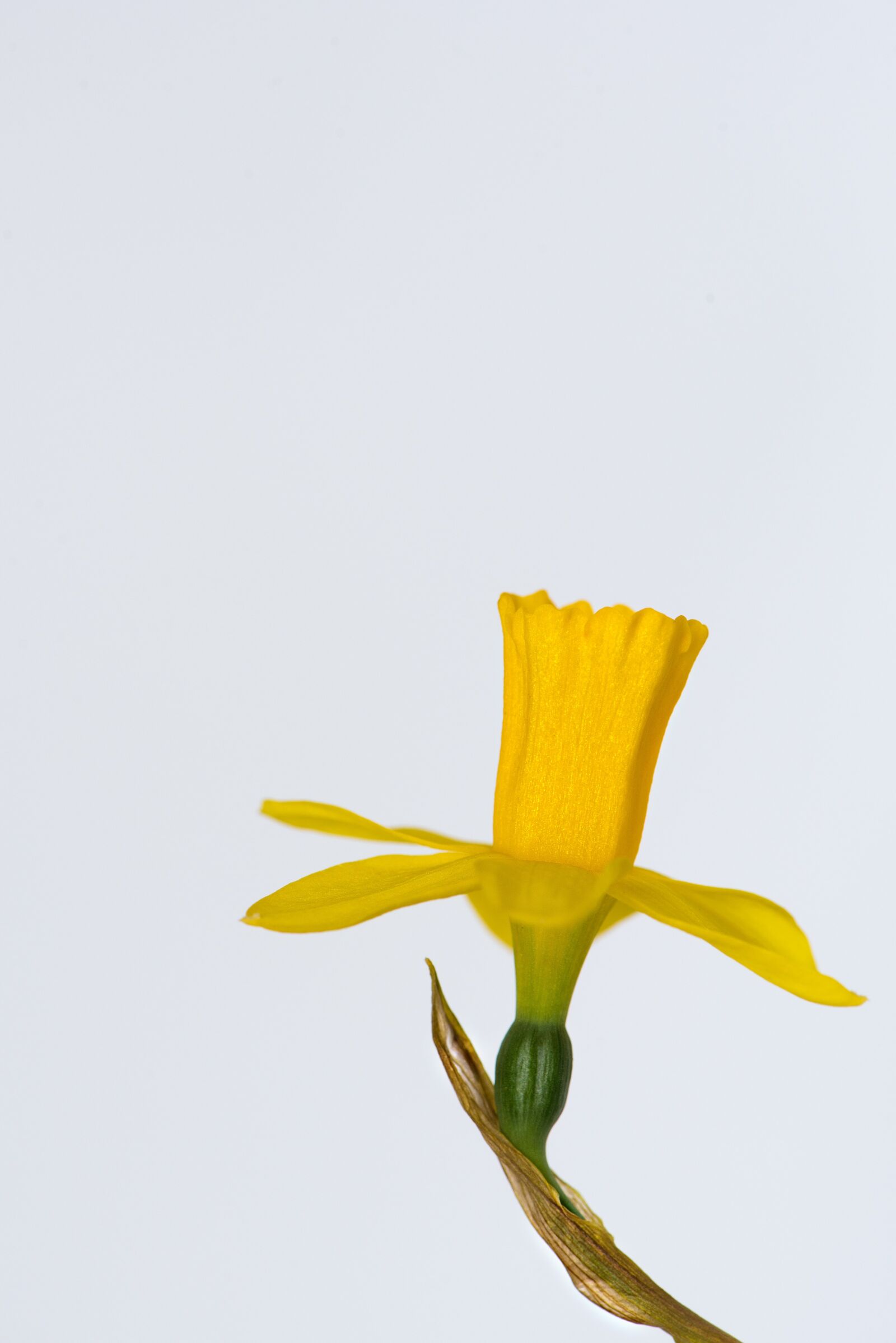 Nikon D750 sample photo. Narcissus, flower, yellow flower photography