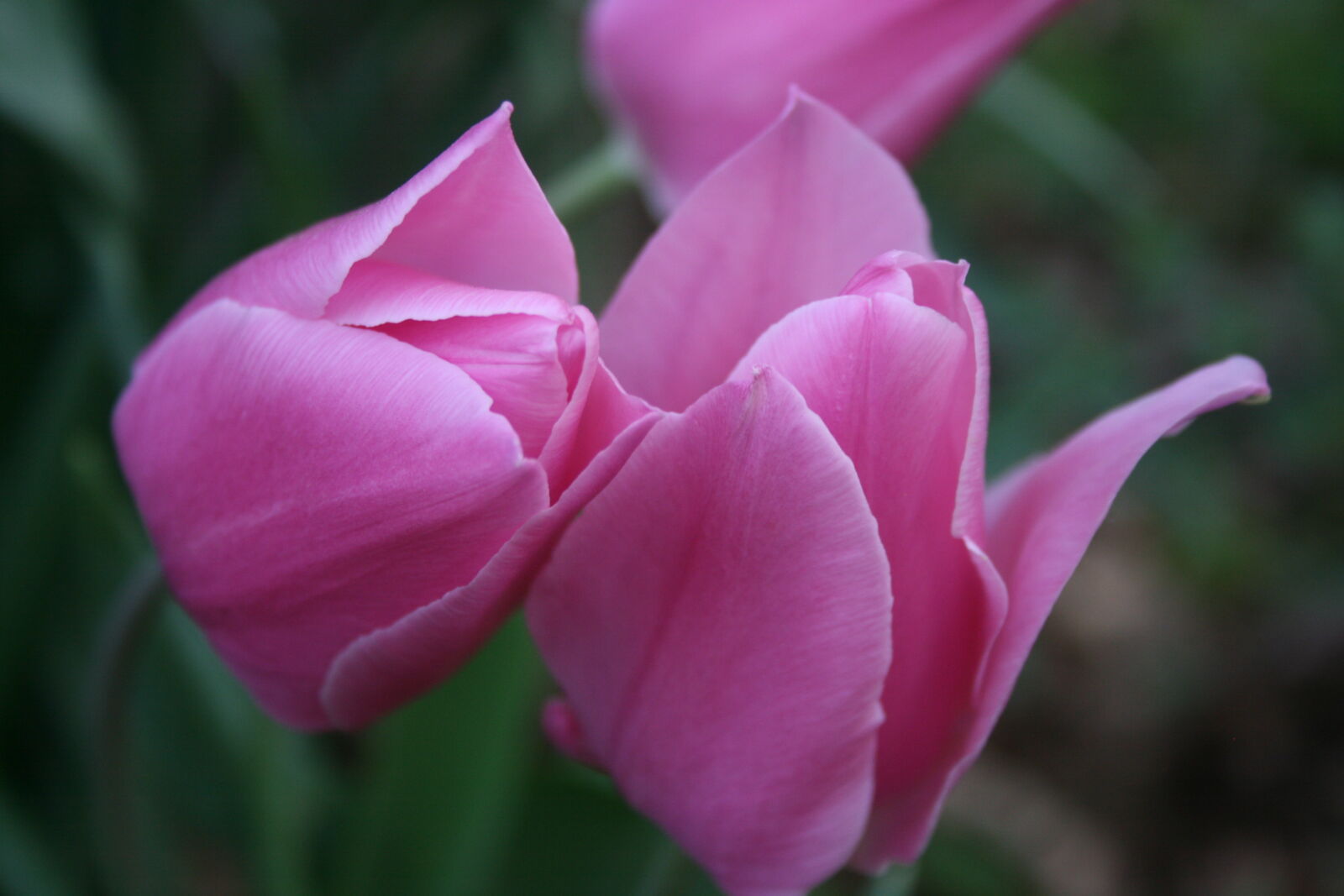 Canon EOS 400D (EOS Digital Rebel XTi / EOS Kiss Digital X) sample photo. Flower, flowers, nature, pink photography