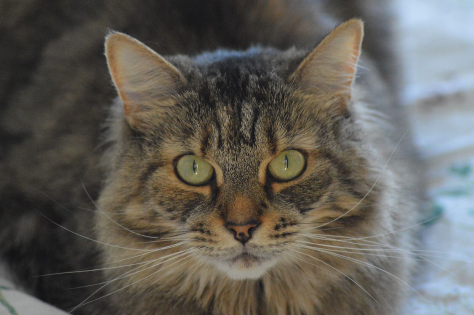 Nikon D3200 sample photo. Cat, tabby, animal photography