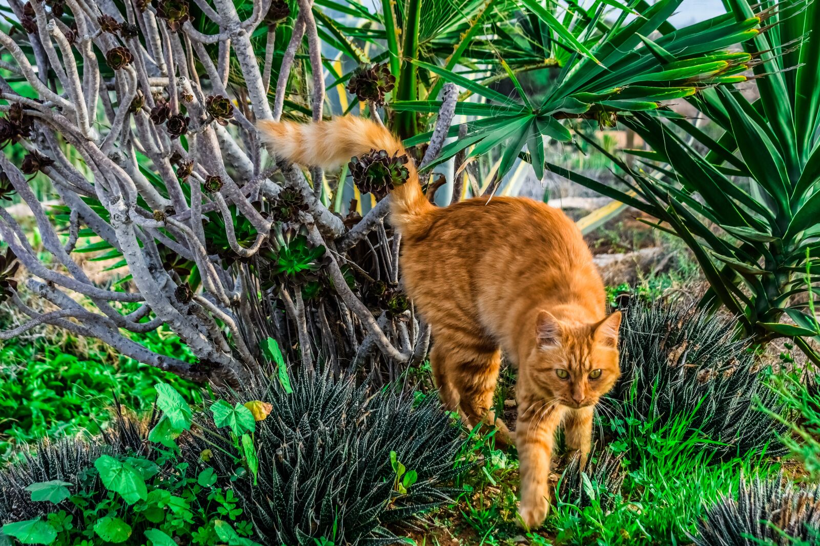 Nikon D3300 sample photo. Cat, stray, animal photography