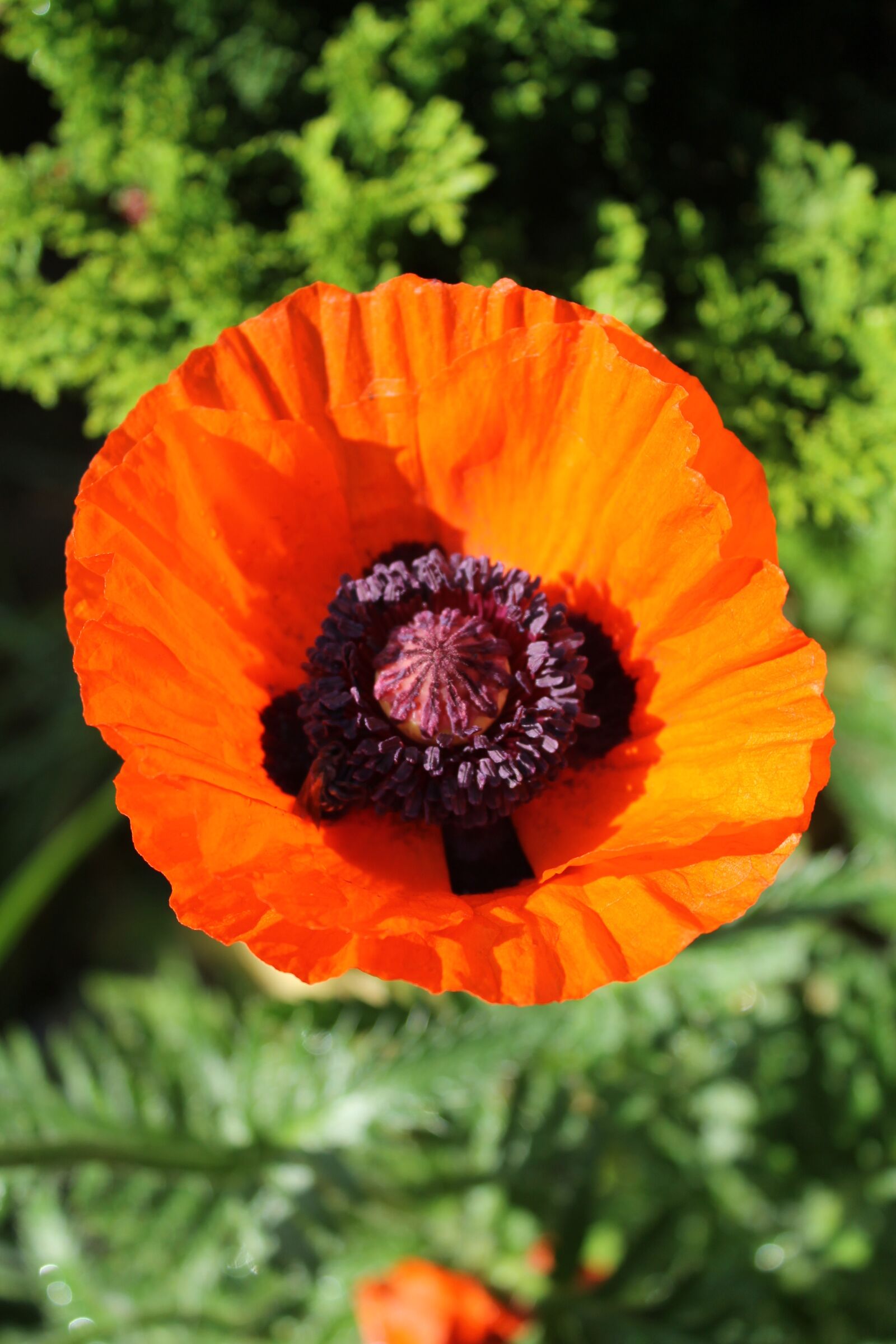 Canon EOS 1100D (EOS Rebel T3 / EOS Kiss X50) sample photo. Flower, poppy, pink poppy photography