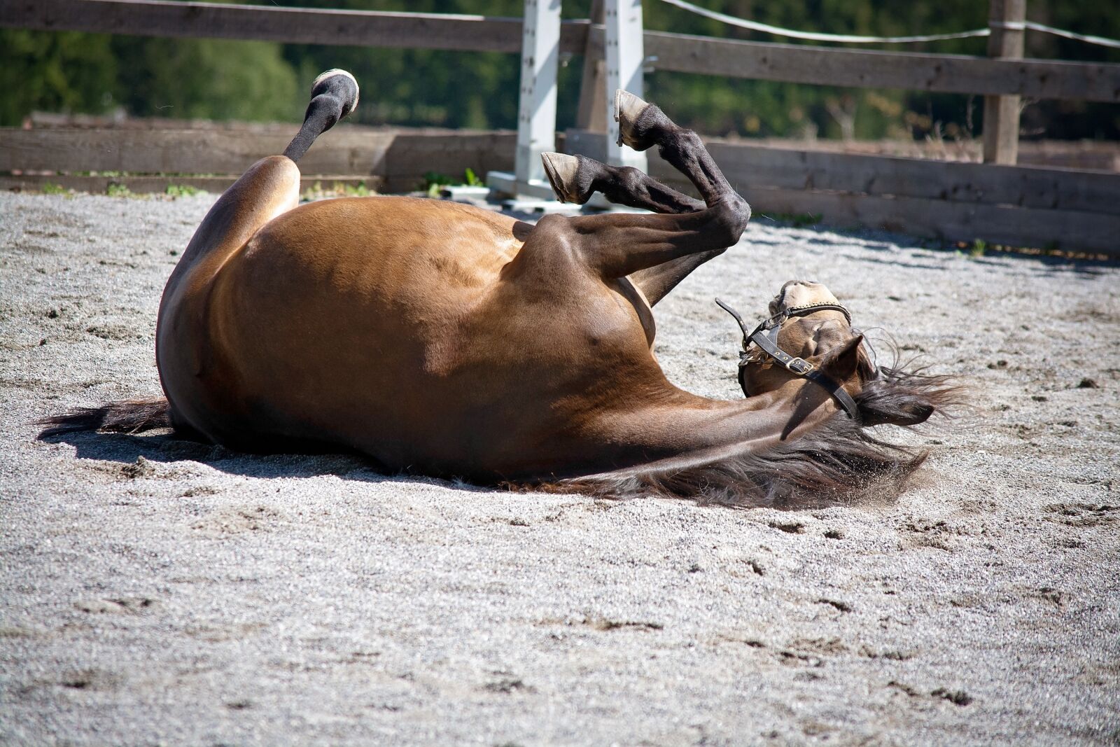 Nikon D7100 sample photo. Horse, pony, rolling photography