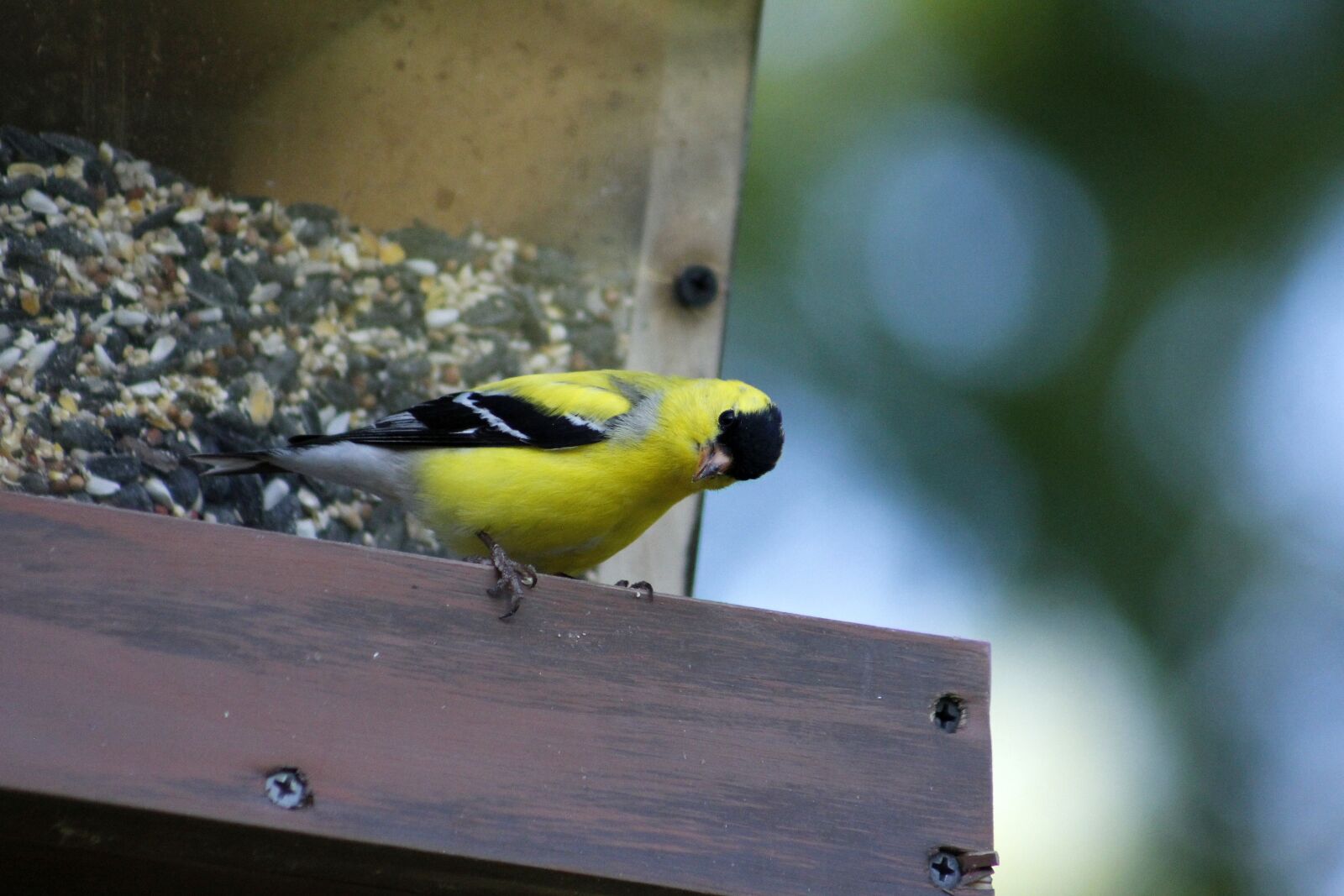 Canon EOS 550D (EOS Rebel T2i / EOS Kiss X4) sample photo. Bird, outdoors, wildlife photography