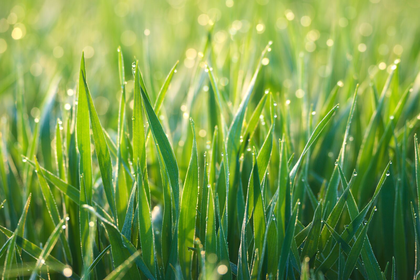 Nikon D600 sample photo. Morgentau, grass, dewdrop photography