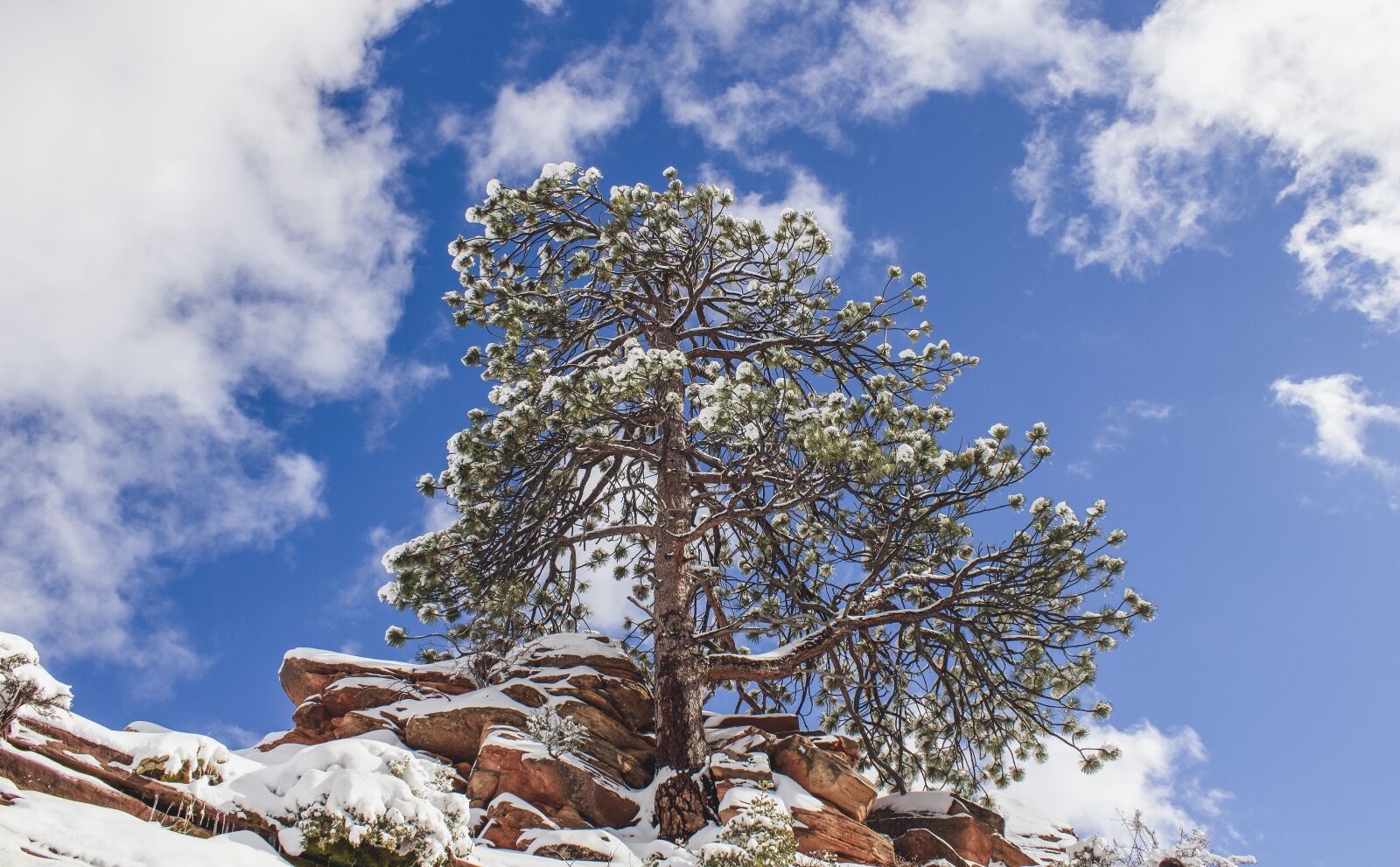 Canon EOS 600D (Rebel EOS T3i / EOS Kiss X5) sample photo. Zion, tree, snow photography