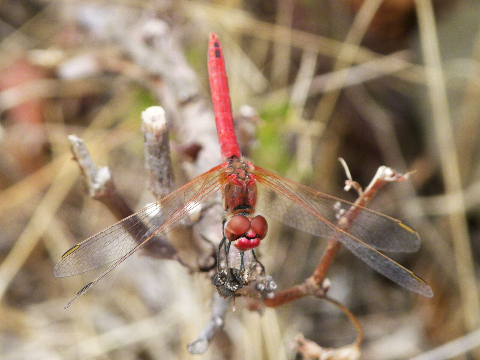 Leica V-Lux 2 sample photo. Red dragonfly, dragonfly, vine photography