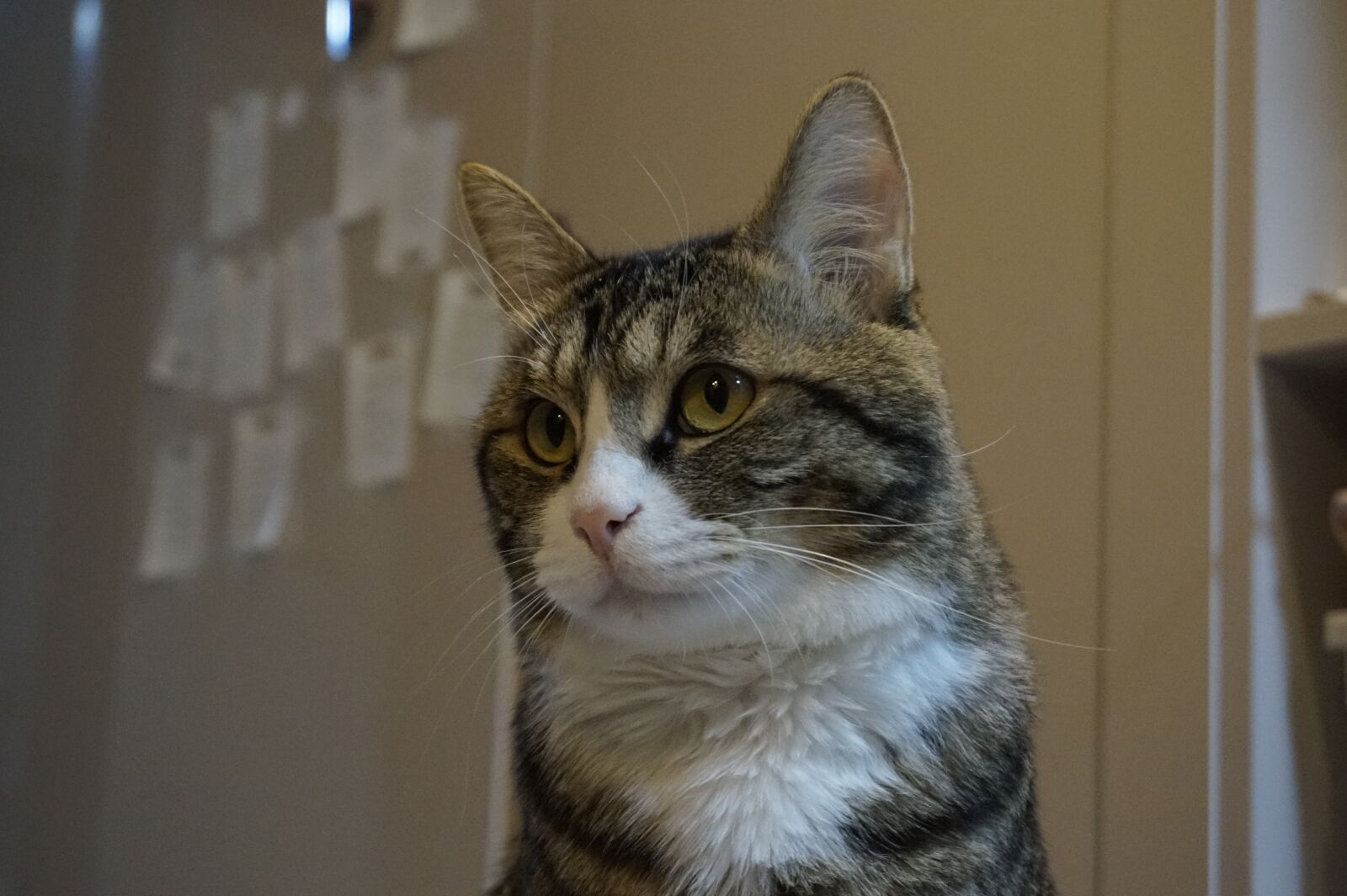 Sony Alpha a5000 (ILCE 5000) sample photo. Cat, in the evening photography