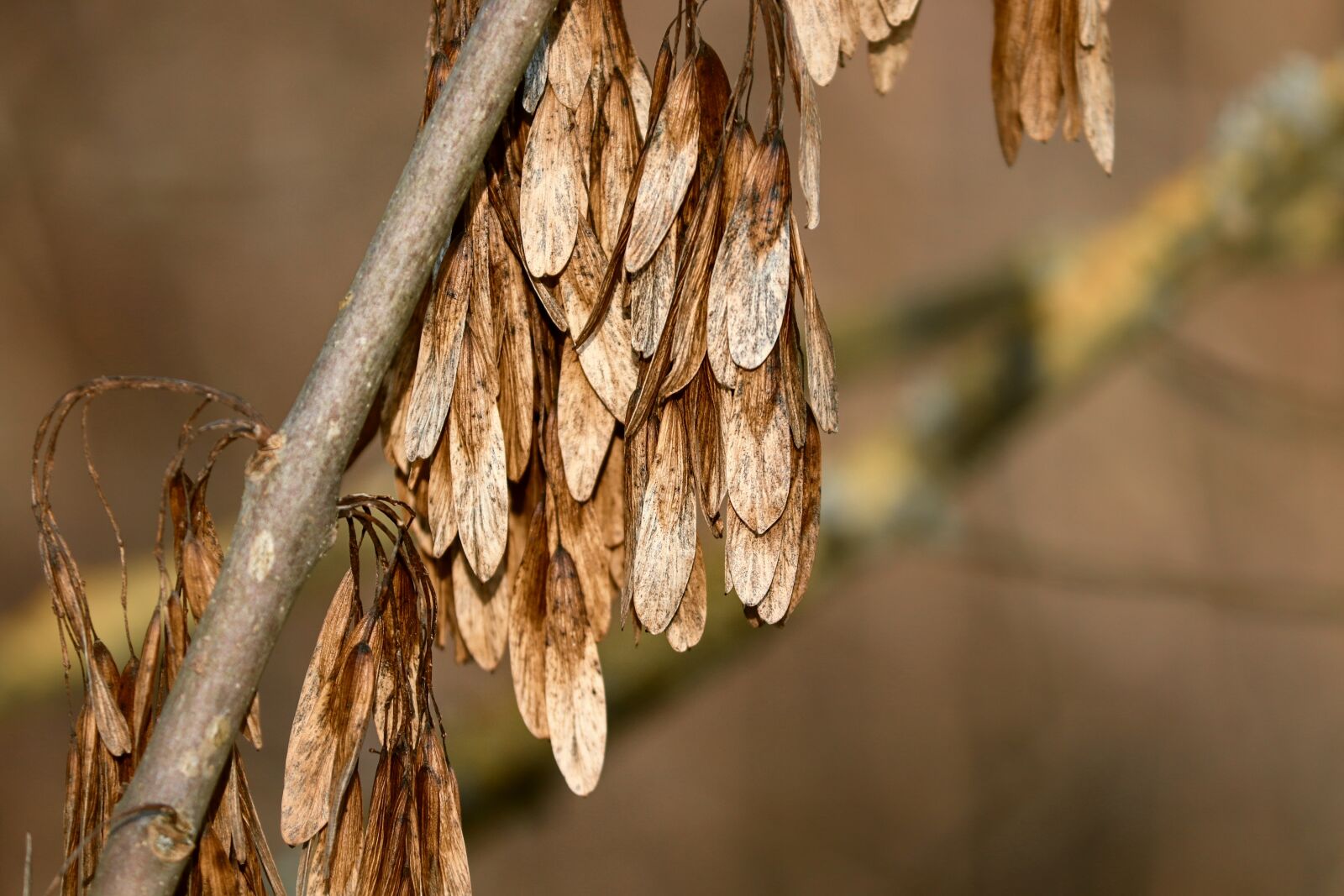 Canon EOS 200D (EOS Rebel SL2 / EOS Kiss X9) sample photo. Ash, flying seeds, winter photography