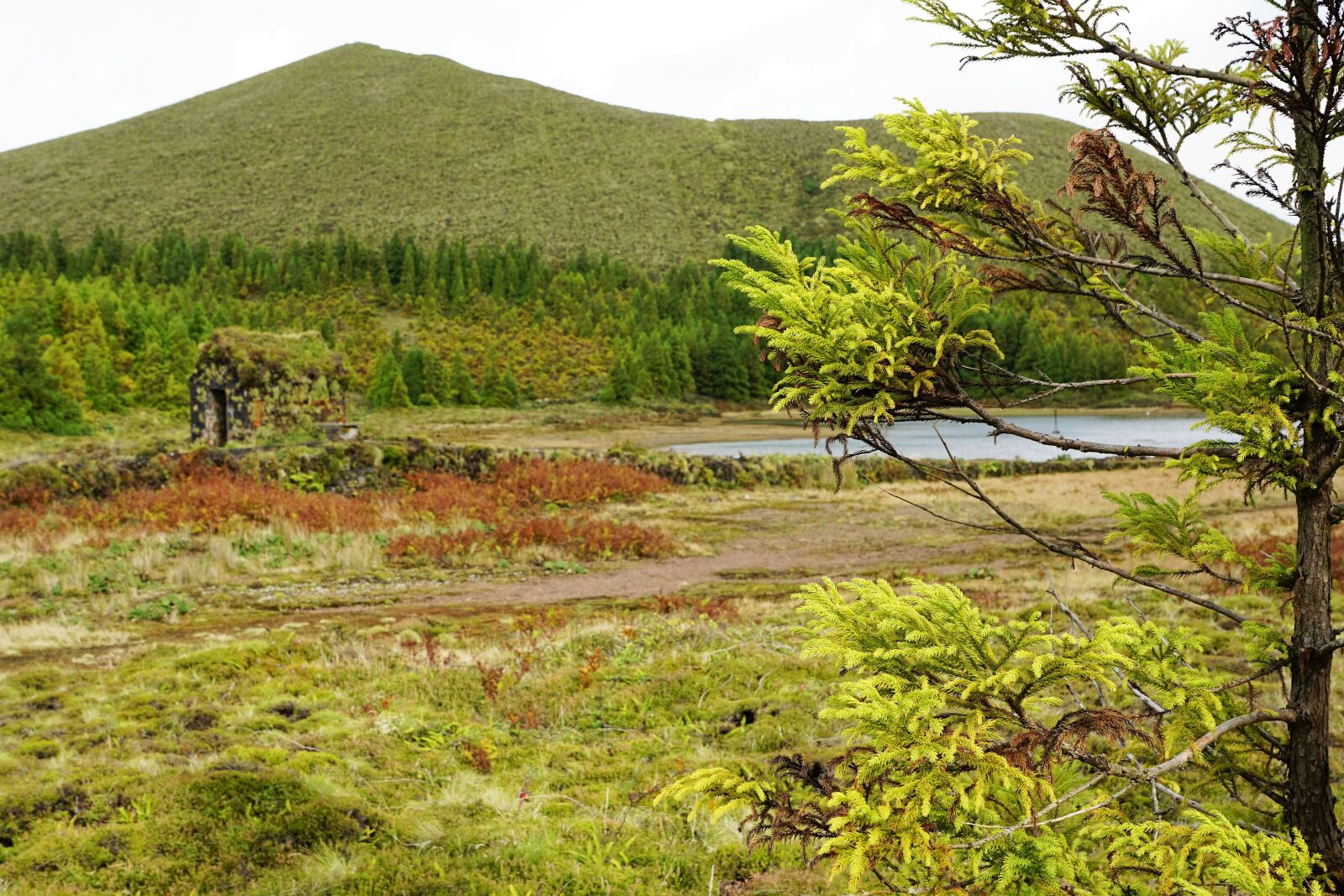 Sony ILCA-77M2 + Sony DT 16-50mm F2.8 SSM sample photo. Forest, green, azores photography