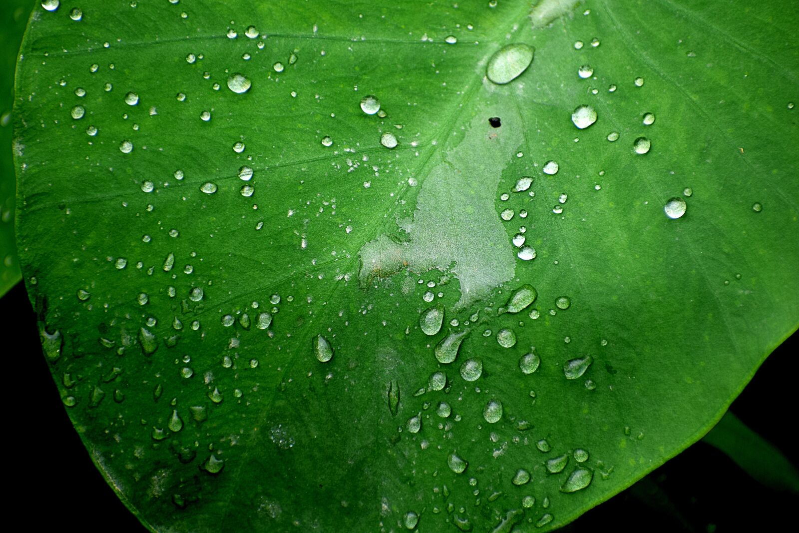 Nikon D3300 sample photo. Water, droplets, wet photography