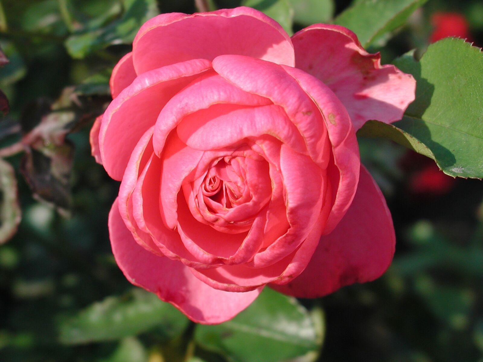 EPSON PhotoPC 3000Z sample photo. Rose, flower, blossom photography