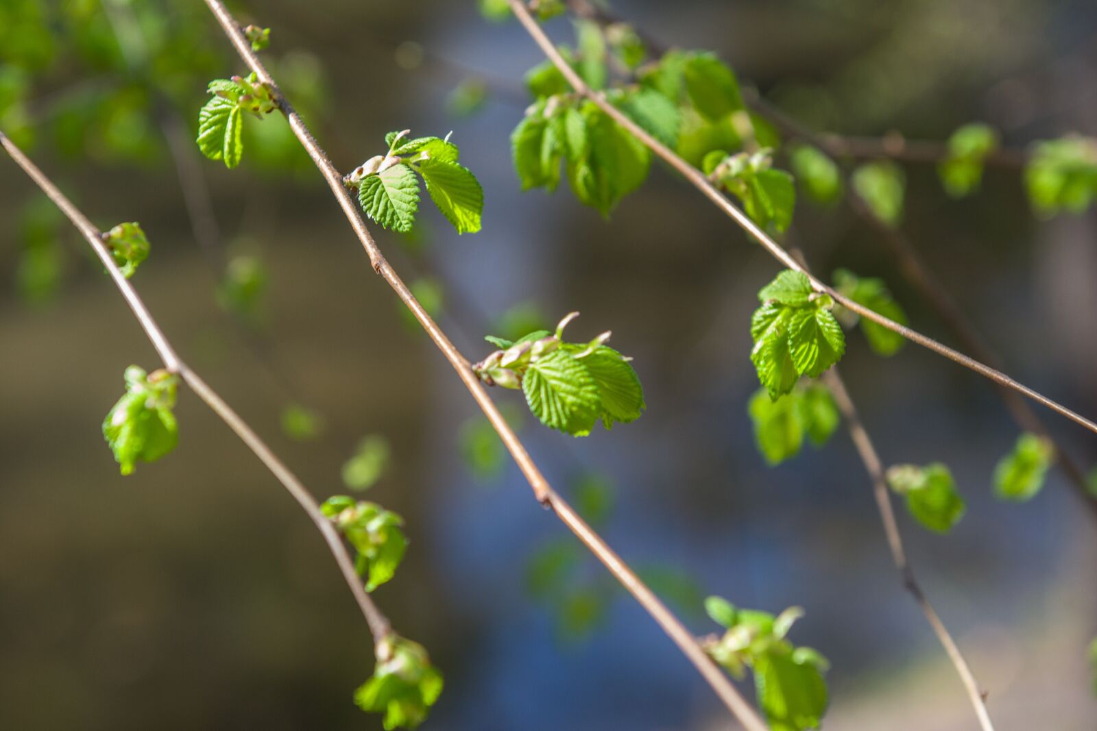 Nikon D3100 sample photo. Branch, spring, leaves photography