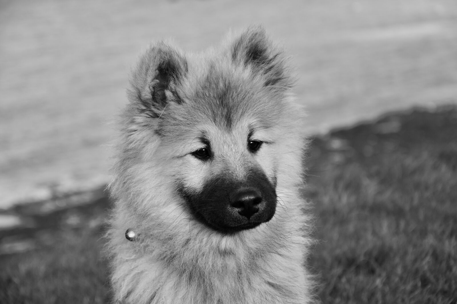 Nikon D5600 sample photo. Dog, pup, dog portrait photography