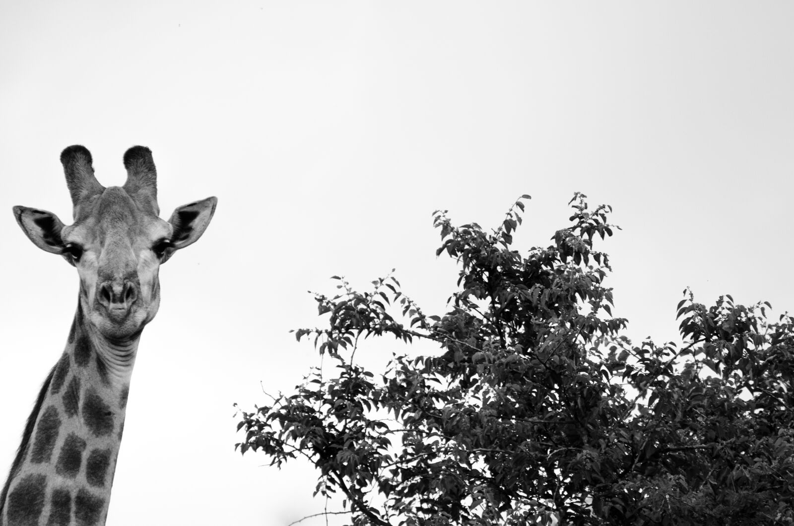 Nikon D7000 sample photo. Giraffe, tree, white photography