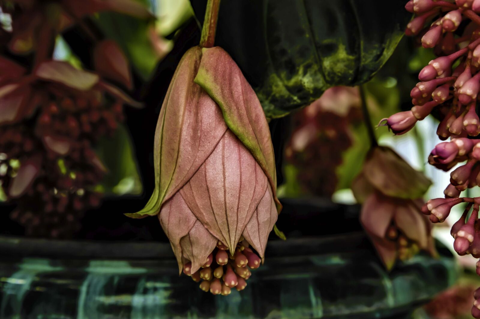 Nikon Df sample photo. Flower, flowers, tropical photography