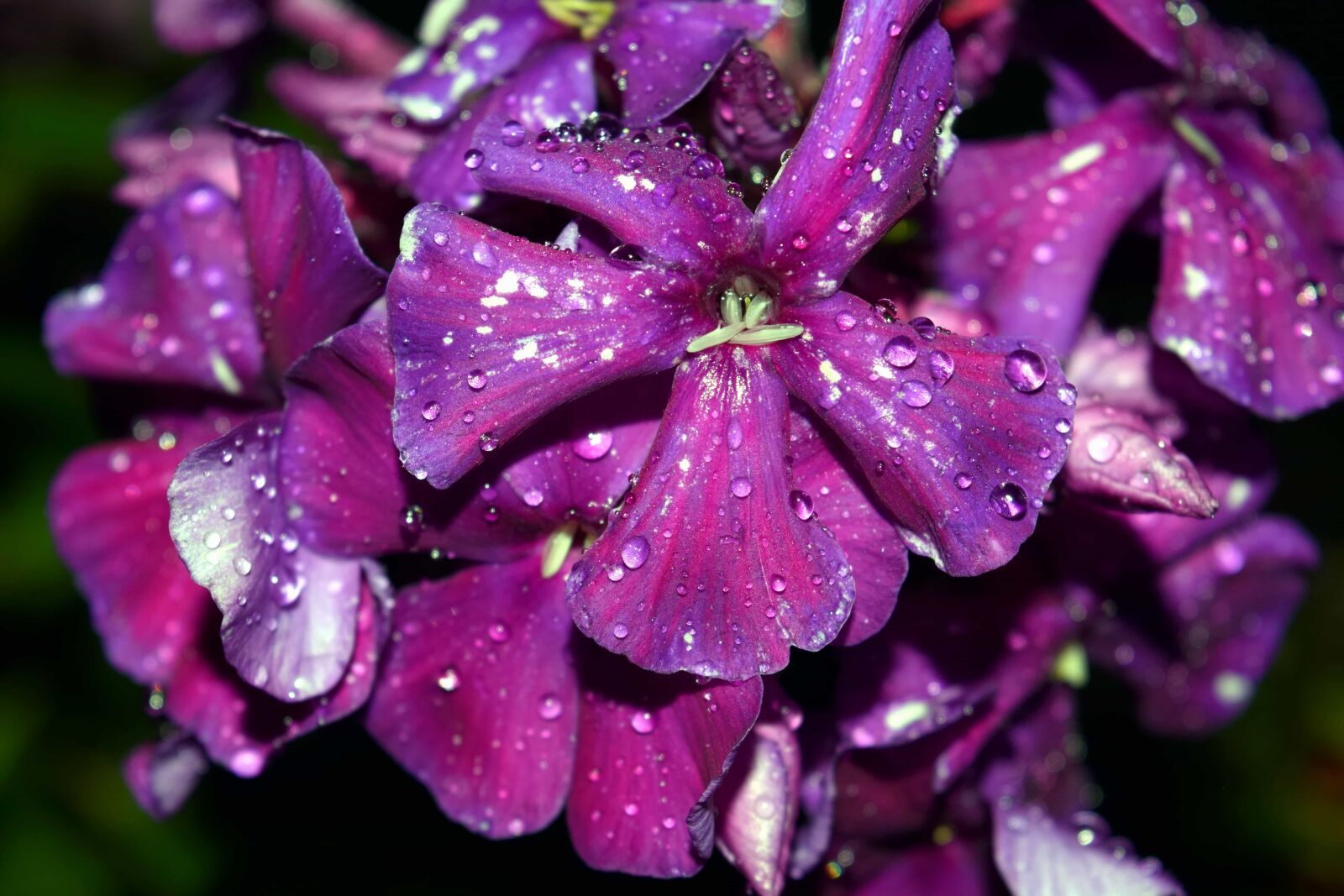 Nikon D3300 sample photo. Summer, flower, dew, leaf photography