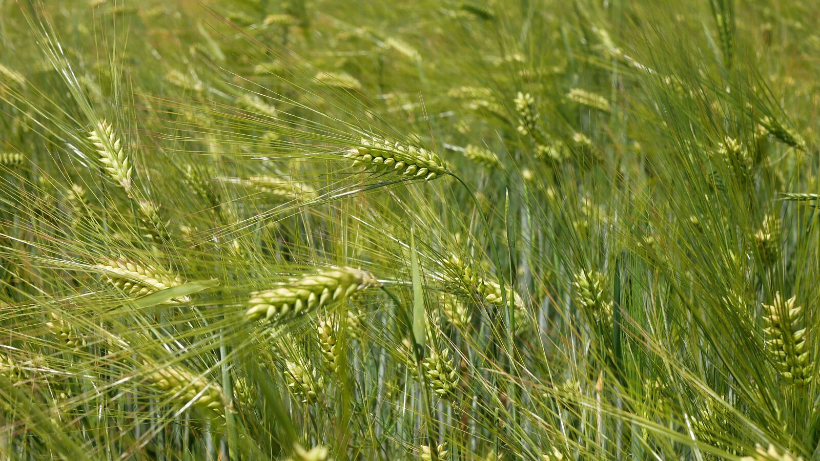 Panasonic Lumix DMC-GX85 (Lumix DMC-GX80 / Lumix DMC-GX7 Mark II) sample photo. Barley, agriculture, field photography