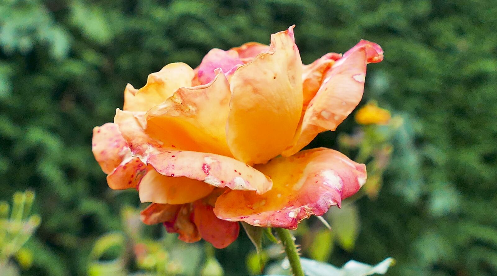 Panasonic Lumix DMC-FZ1000 sample photo. Rose, blossom, bloom photography