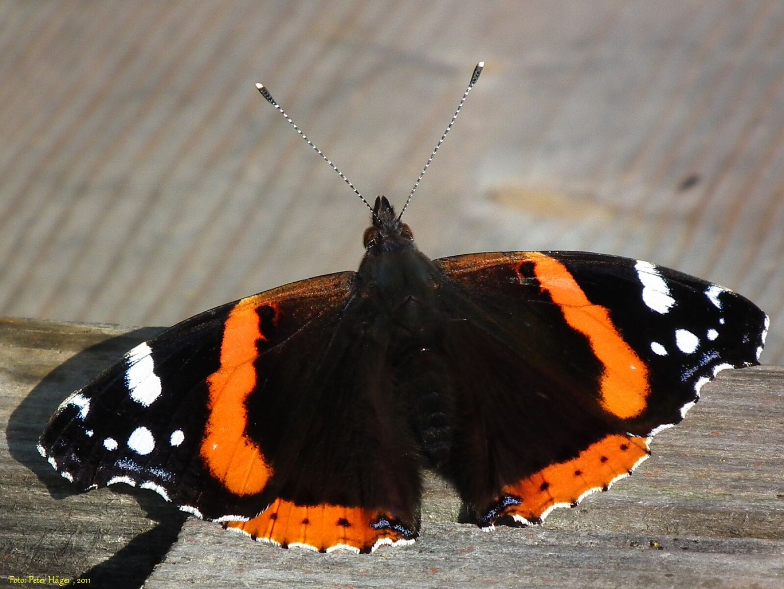FujiFilm FinePix HS10 (FinePix HS11) sample photo. Butterfly, admiral, wing photography